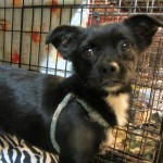 Adoptable Georgia Dogs for February 18, 2014