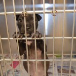 Adoptable Georgia Dogs for February 13, 2014