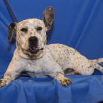 Adoptable Georgia Dogs for February 7, 2014