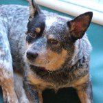 Adoptable Georgia Dogs for February 12, 2014