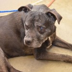 Adoptable Georgia Dogs for February 27, 2014