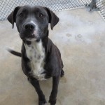 Adoptable Georgia Dogs for March 10, 2014