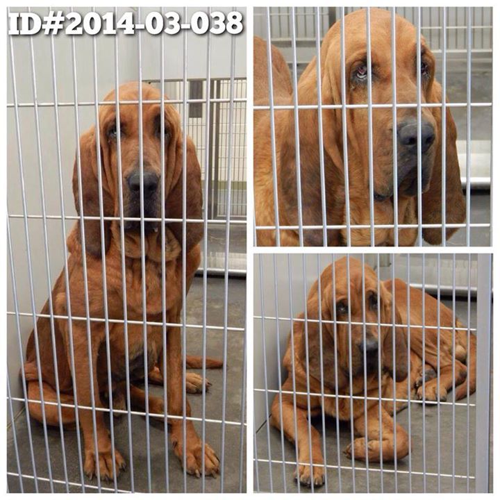 Bloodhound