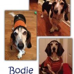 Adoptable Georgia Dogs for March 14, 2014