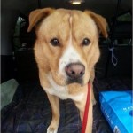 Adoptable Georgia Dogs for March 24, 2014