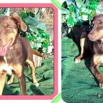 Adoptable Georgia Dogs for March 7, 2014