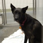 Adoptable Georgia Dogs for March 26, 2014