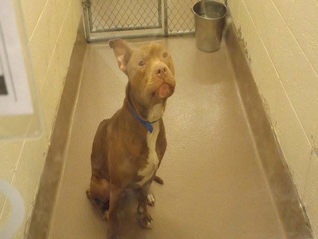 Gwinnett35456