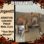 Adoptable Georgia Dogs for March 13, 2014