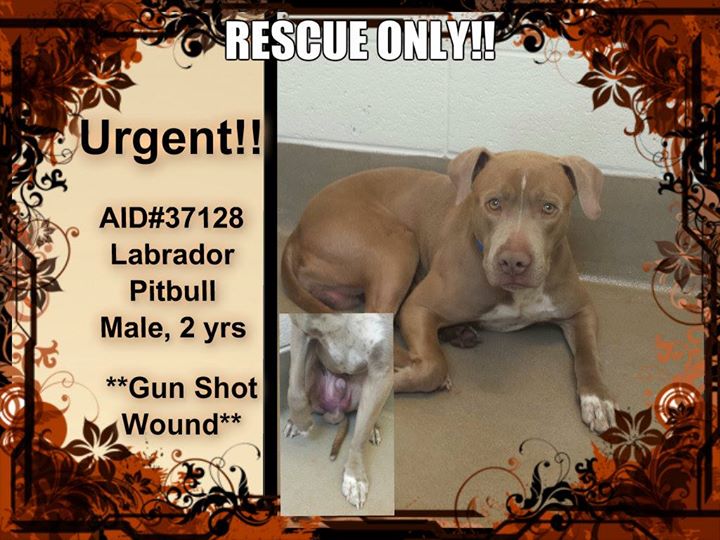 Gwinnett37128