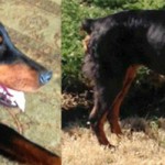 Adoptable Georgia Dogs for March 17, 2014