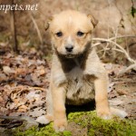 Adoptable Georgia Dogs for March 6, 2014