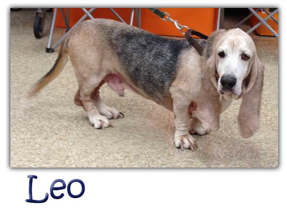 Leo