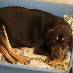 Adoptable Georgia Dogs for March 4, 2014