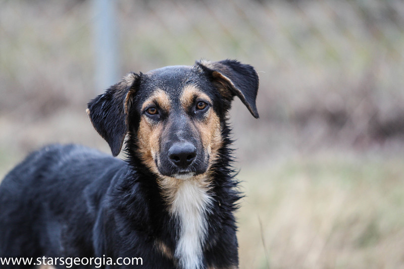 MurphyGSD