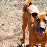 Adoptable Georgia Dogs for March 3, 2013
