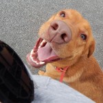 Adoptable Georgia Dogs for March 11, 2014