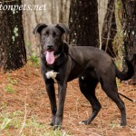 Adoptable Georgia Dogs for March 19, 2014