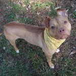 Adoptable Georgia Dogs for March 21, 2014