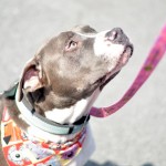 Adoptable Georgia Dogs for March 20, 2014
