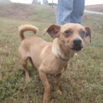 Adoptable Georgia Dogs for March 25, 2014