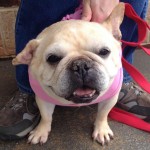 Adoptable Georgia Dogs for March 31, 2014