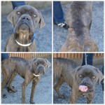 Adoptable Georgia Dogs for April 4, 2014