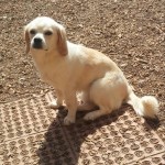 Adoptable Georgia Dogs for April 18, 2014