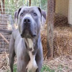 Adoptable Georgia Dogs for April 14, 2014