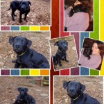 Adoptable Georgia Dogs for April 1, 2014