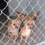 Adoptable Georgia Dogs for April 28, 2014