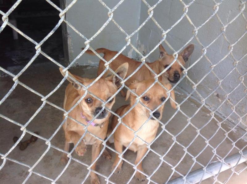 ChihuahuaFamily Gordon County
