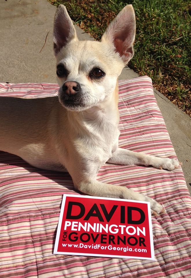 ChihuahuaPennington
