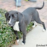Adoptable Georgia Dogs for April 11, 2014