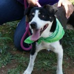 Adoptable Georgia Dogs for April 23, 2014