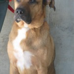 Adoptable Dogs for April 9, 2014