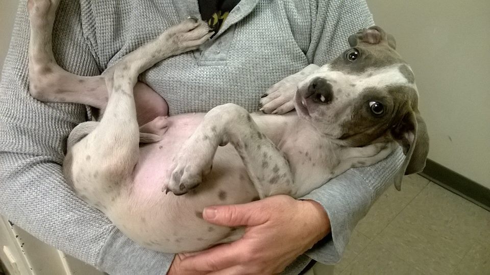 Piper