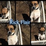Adoptable Georgia Dogs for April 22, 2014