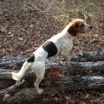 Adoptable Georgia Dogs for April 21, 2014