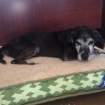Adoptable Georgia Dogs for April 29, 2014