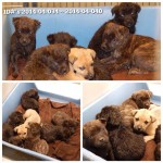 Adoptable Georgia Dogs for April 8, 2014