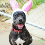 Adoptable Georgia Dogs for April 16, 2014