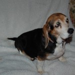 Adoptable Georgia Dogs for April 10, 2014