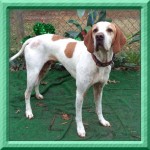 Adoptable Georgia Dogs for April 2, 2014