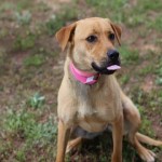 Adoptable Georgia Dogs for May 16, 2014