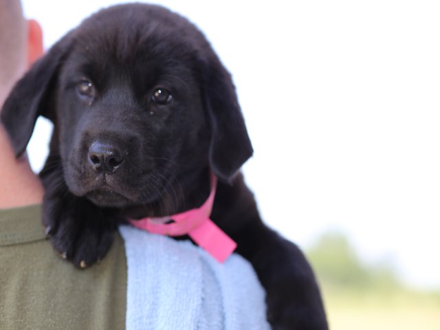 Baby Lab1