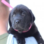Adoptable Georgia Dogs for May 23, 2014