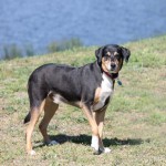 Adoptable Georgia Dogs for May 8, 2014