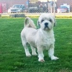 Adoptable Georgia Dogs for May 14, 2014