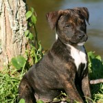 Adoptable Georgia Dogs for May 21, 2014